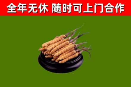 石龙烟酒回收冬虫夏草.jpg